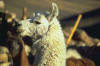 llama.jpg