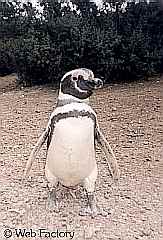 madryn_pingui.jpg